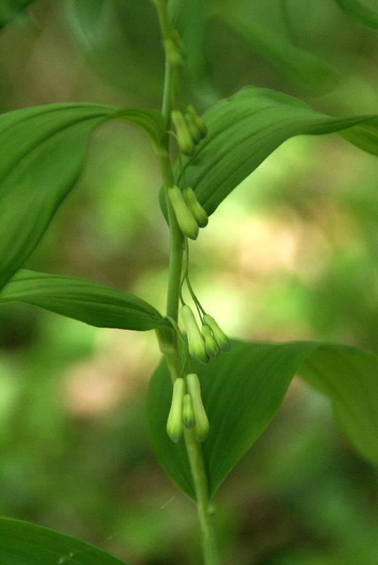 Unser Orchideenpark Bild Nr.033